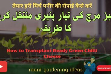 How to Transplant Ready Green Chili Cheese / Sabz mirch ki tiar paneeri ki muntaqili #chiliplant