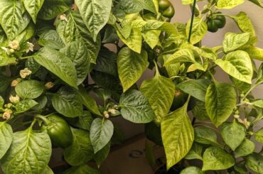 Update on topped vs untopped bell peppers