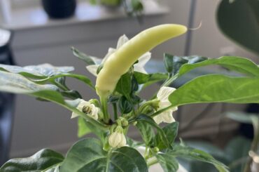 When do I know to pick this?