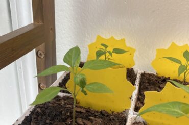 Crinkle leaves -Help!