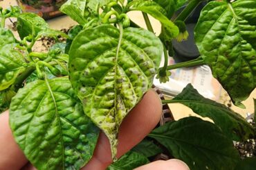 Any ideas what is causing this issue on my indoor plants?
