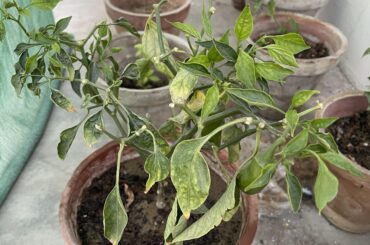 Can anyone tell whats wrong with my pepper plants the leaves look add and i have inly two pepper on my plant. The weather is 34c afternoon and i am watering regularly
