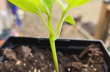 4 Cotyledon Seedling Update.