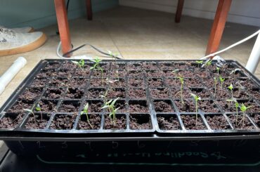 Pepper Saplings