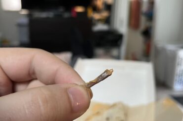 Chicken Bone Fragment in new Cantina Chicken Quesadilla