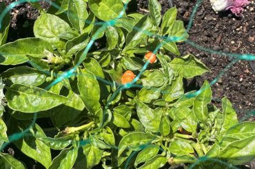Habanero help