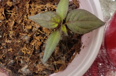 any Cheiro Roxa growers out there