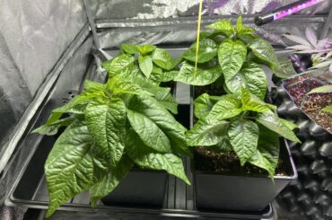 Whats up with my plants?