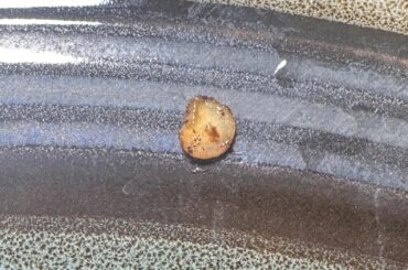 When to give up on seeds