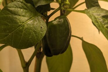 Update on my topped vs untopped Bell peppers.