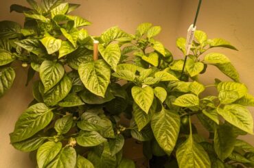 Why are my leaves so light and why the brown spots?