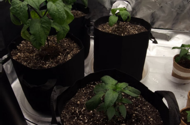 Growth update