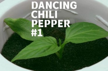 Dancing Chili Pepper #1