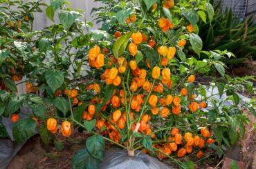 At the start of the season I bought seeds from a highly reputable seller, messed up the germination and had 3 spare drums with no plants to put in them. Too late to put in new seeds, I picked up some cheap and tiny seedlings called "Random Habanero's". This one has been the standout of the three