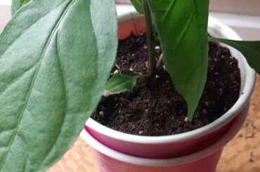 Drooping Leaves