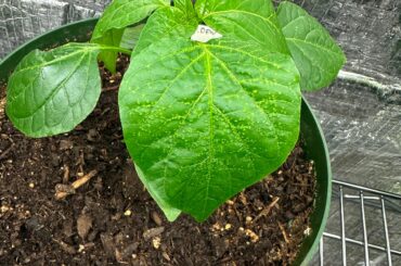 What could be causing this on my peppers?