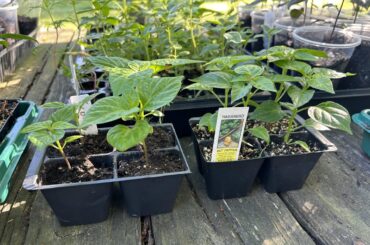 First Year Growing from Seed. Any suggestions for when I go to plant in the ground (some in buckets)?