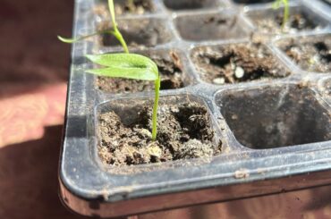 Scotch bonnet seedling has fused cotyledons. will it make it?