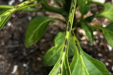 Spots on leaf stem?