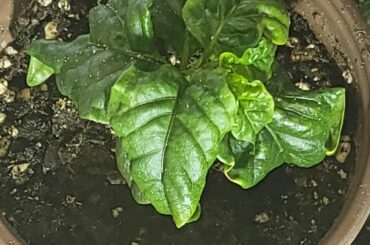 Carolina Reaper babies