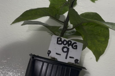 BORG 9 purple/red
