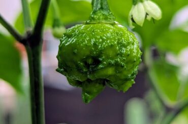 Reapers just look like "don't eat me"