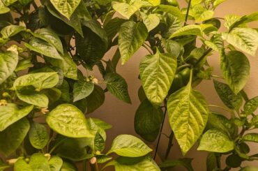 Update on topped vs untopped bell peppers