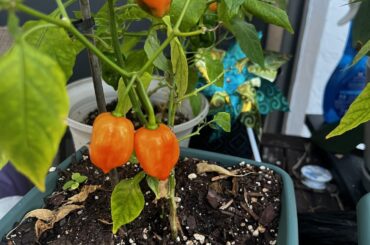 What is going on with my peppers
