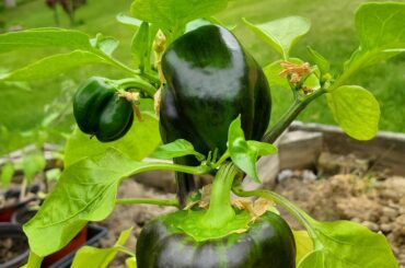 What pepper is this?