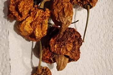 Will seeds from these 2 year old dried pod still grow?