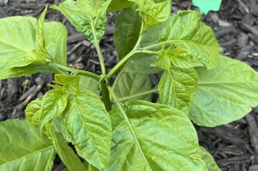 Labeled “Thai Scorpion” at Houston Graden Center