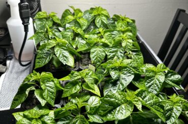 8 Week Update: Definitely Not Dead Yet.