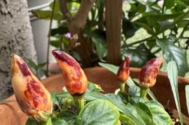 Pepper ID?