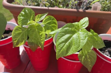 Two Bahamian goat plants doing really well so far, anyone grow these?