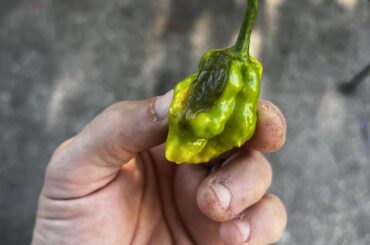 First pepper of second season for this one