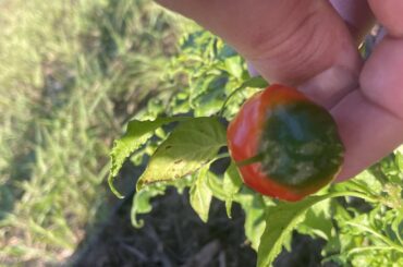 What chili is this?