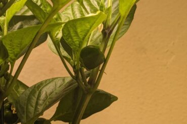Thanks you all! With your guidance I have 9 peppers growing on one plant! Can't wait for more!