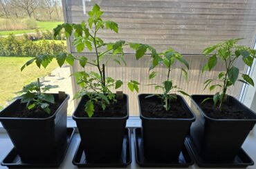 Soil not drying even in heat