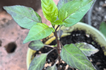 Chili identify