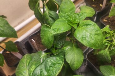 Why are my pepper leaves curling?