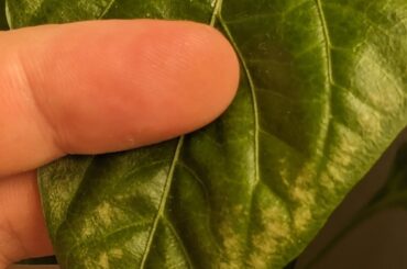 Hard to see but my bell pepper leaves are getting this yellow splotchiness on the edges and I read it's too much phosphorus but I haven't fertilized in a while.