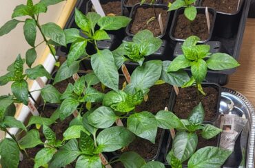 Why are plants progressing so unevenly?