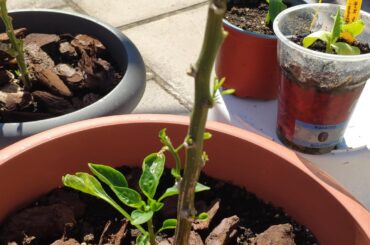 are my peppers regrowing ok ?