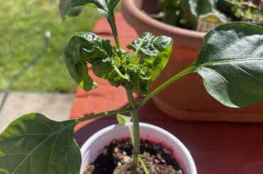 Lesya mutant leaves