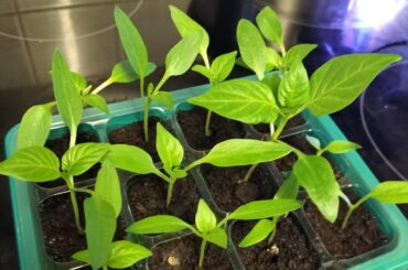Bell, cyanine, yellow wax started in January going to heated polytunnel any day soon