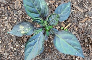Is this a nutrient issue? My soil test kit sucks.