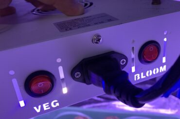 I have some superhots a few weeks old. What would happen if I used veg and bloom lights?