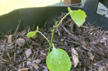 Are my plants going to be fine?