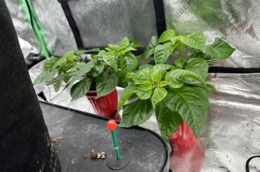 What's the minimum recommended temperature before moving these KSLS peppers outside?