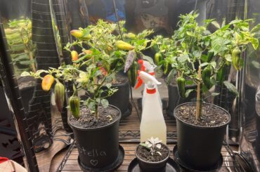 First time growing peppers!